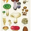 Discount ✔️ CAVALLINI All Mushrooms | TEA TOWEL 🔔 -Beserk Home Store cavallini mushrooms tea towel 1 da7bf86a 8e5c 4f06 933a 8151fcb664c4 700x700
